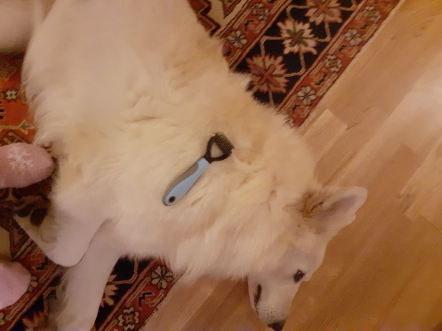 Customer photo review of Peigne de Toilettage Professionnel PuppySafe™