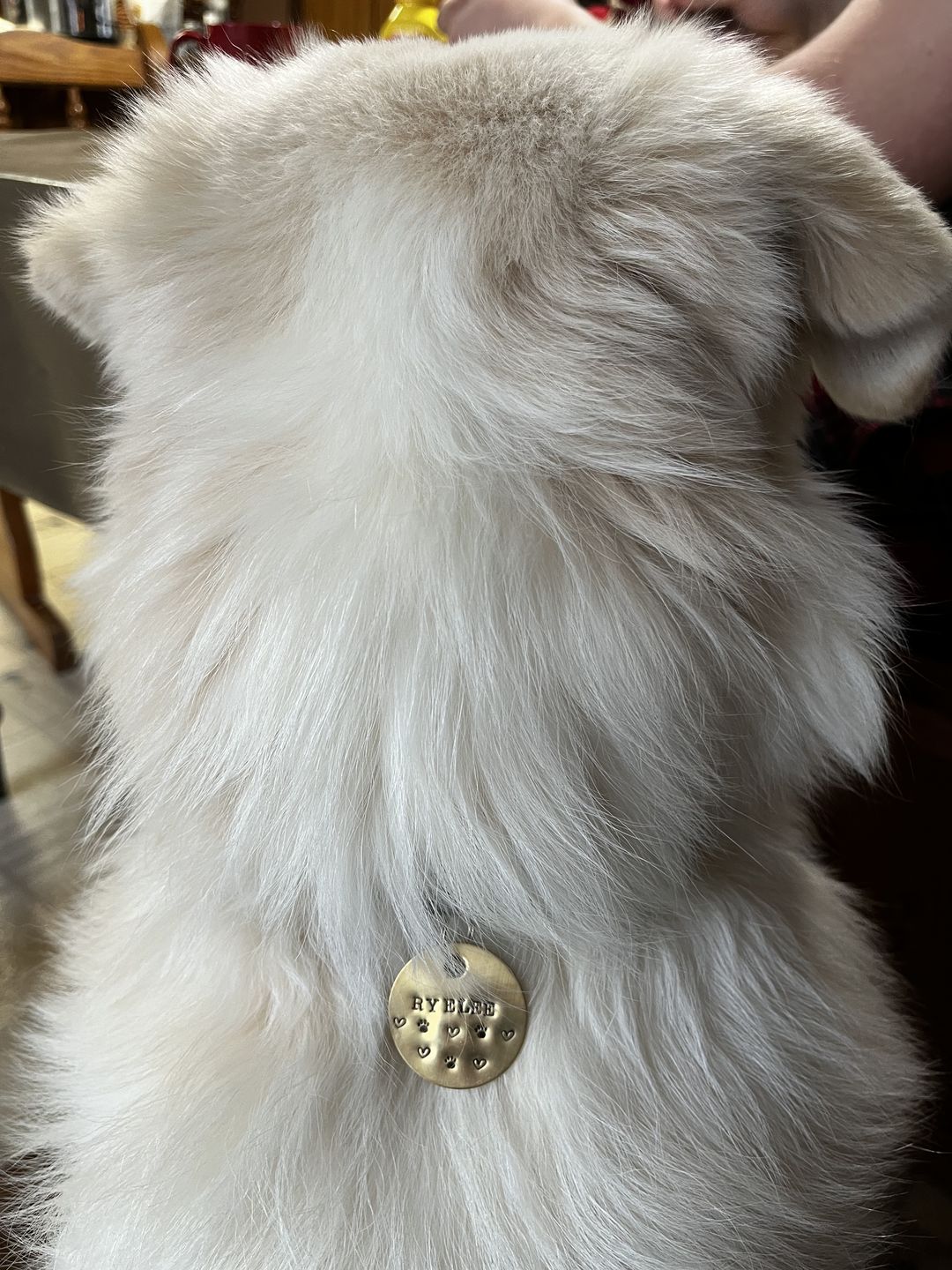 Customer photo review of Hand Stamped Pet ID Tag