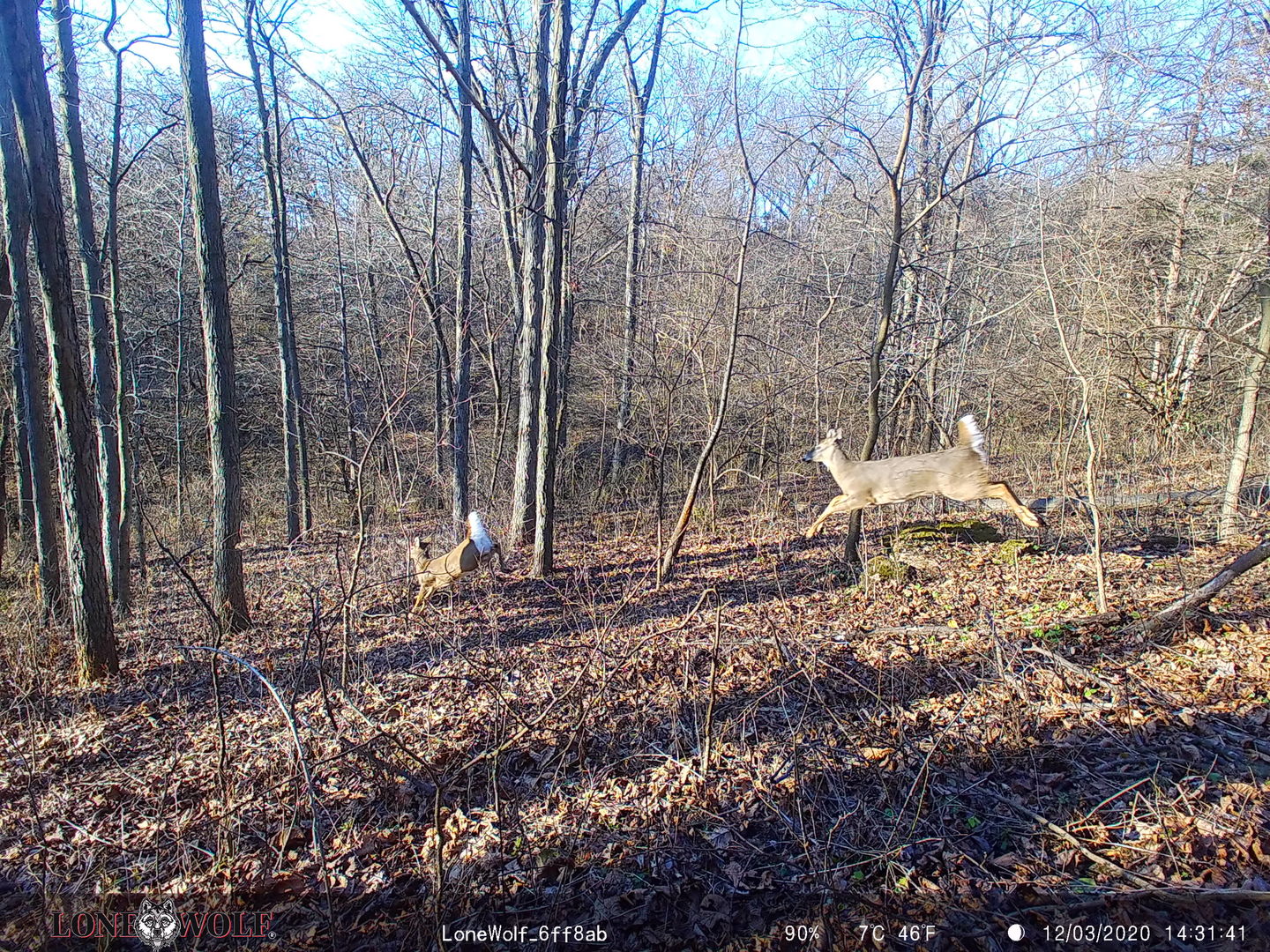 Customer photo review of Undercover™ Trail Camera