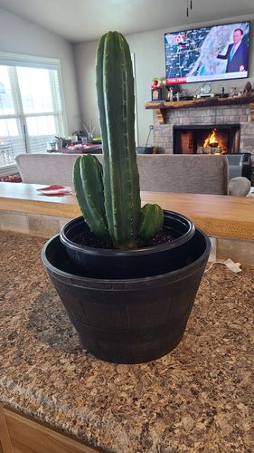 Customer photo review of San Pedro Cactus | Echinopsis pachanoi