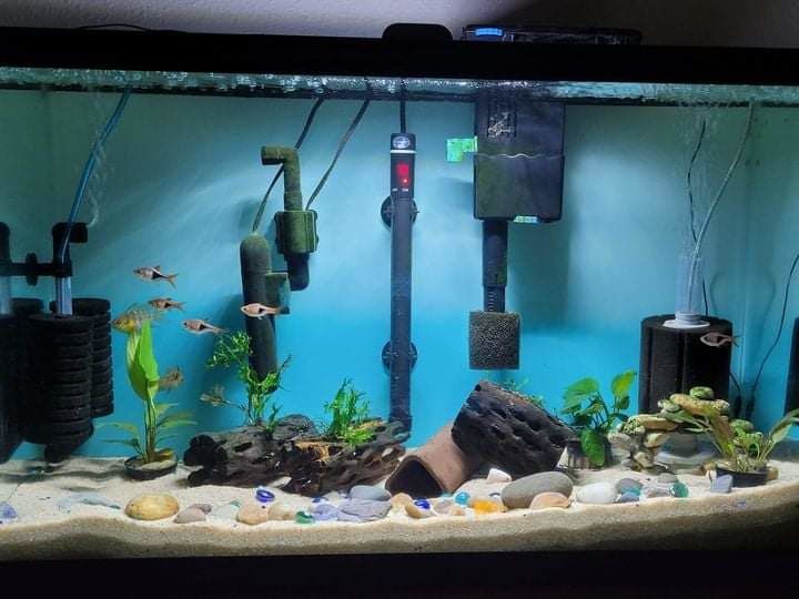 Customer photo review of Xtreme PeeWee Cichlid Fish Food