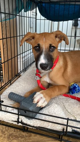 Customer photo review of The Fenrir Hammer