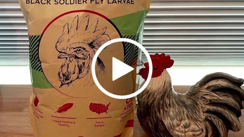 Customer video review of GrubTerra Dried Larvae