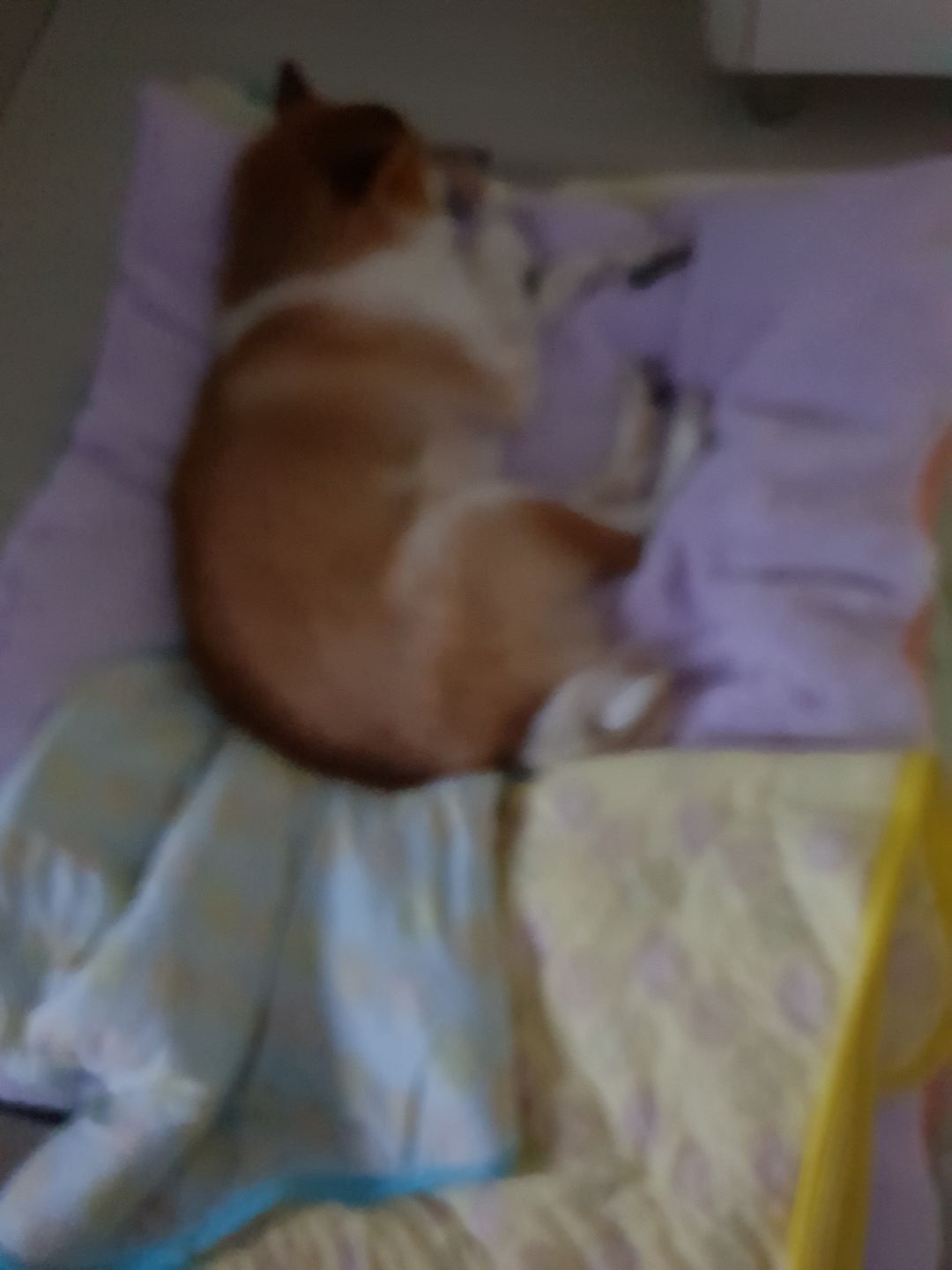 Customer photo review of arrr Sleeping Blanket