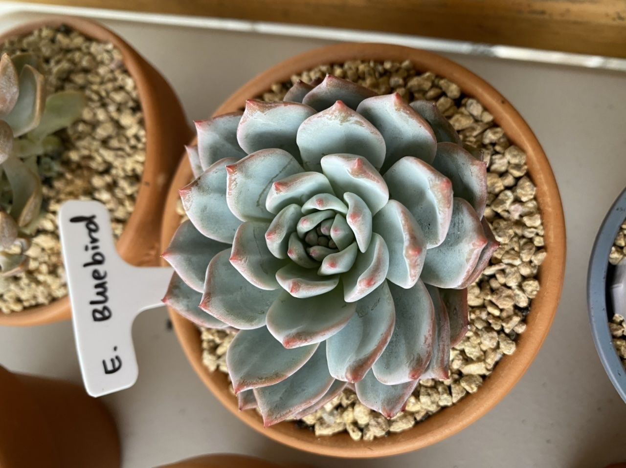 Customer photo review of Echeveria 'Blue Bird'