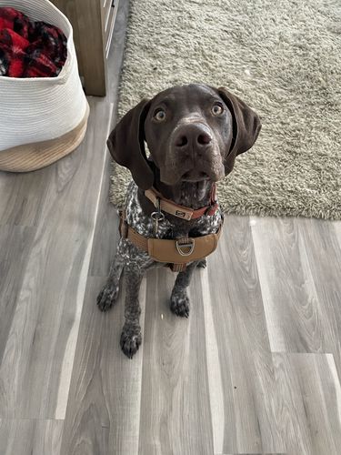 Customer photo review of Terracotta Collar