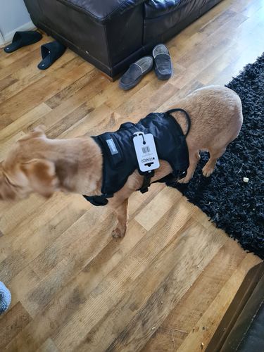 Customer photo review of Ragnar Harness