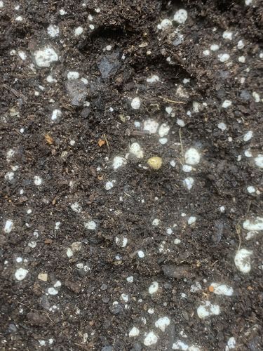 Customer photo review of Sohum Soil Organic Living Soil Just Add Water 1.5 cu ft