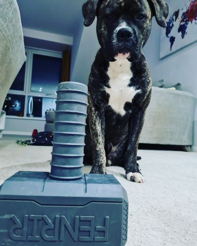 Customer photo review of The Fenrir Hammer