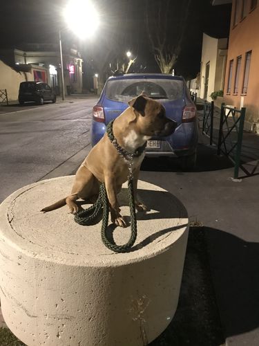 Customer photo review of COLLIER + LAISSE "GREEN ARMY"