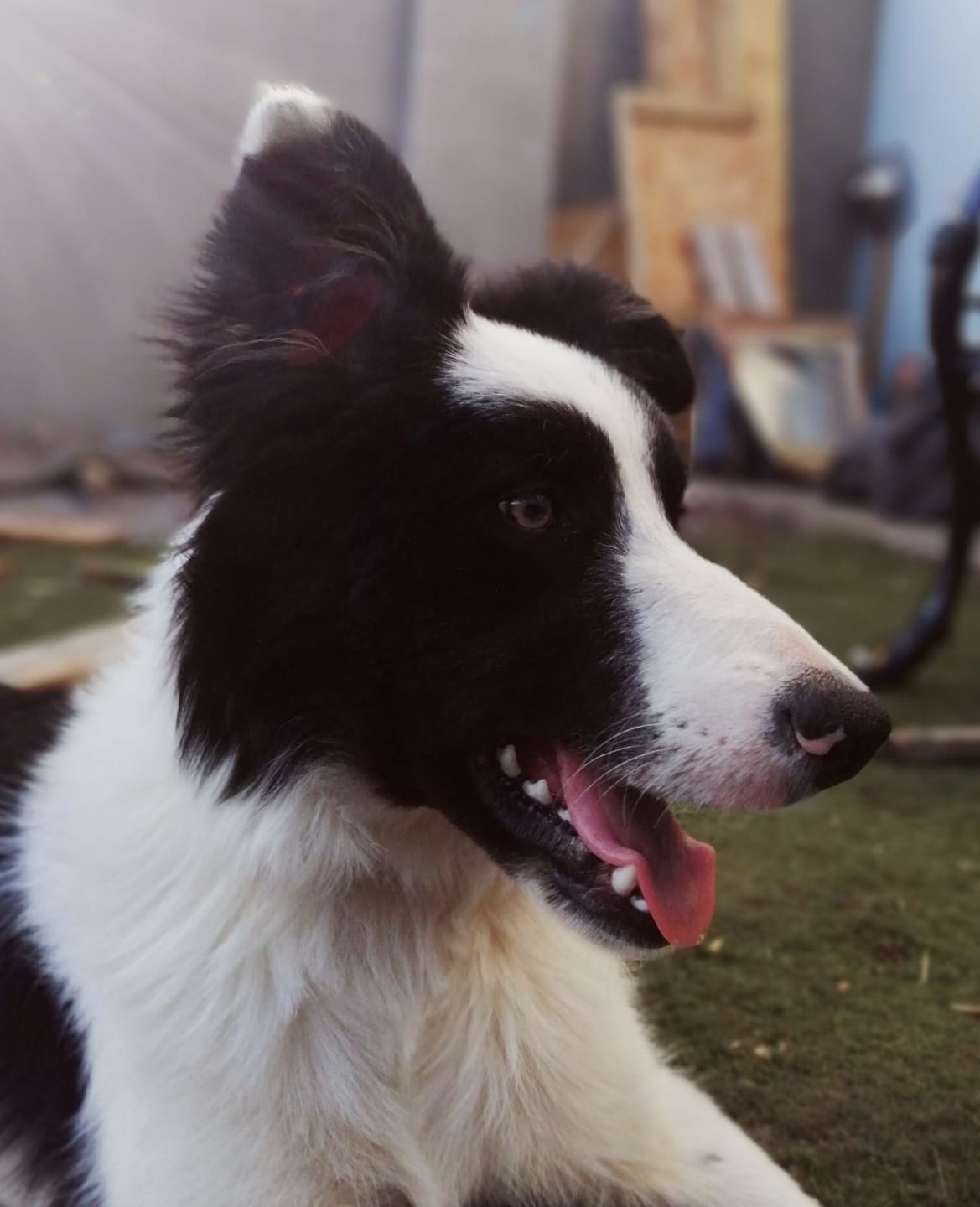 Customer photo review of Anti Bark Training Collar