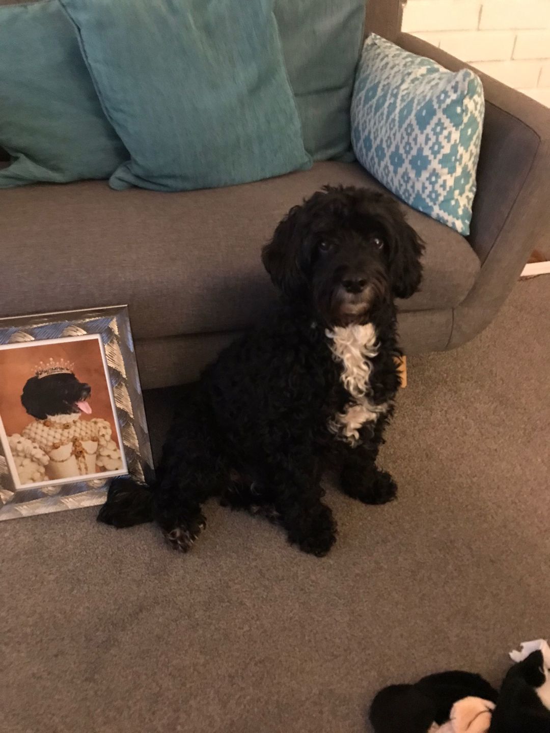 Customer photo review of The Princess: Custom Pet Portrait