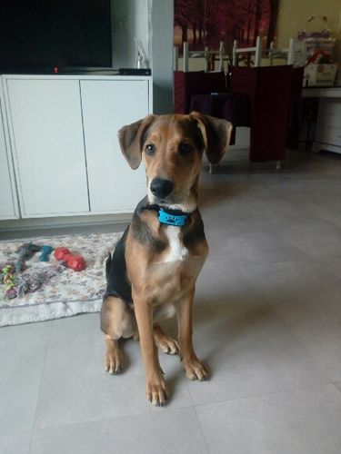 Customer photo review of Collier Anti Aboiement à Ultrasons SANS DOULEUR PuppySafe