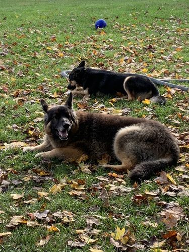 Customer photo review of Wigglewow Premium Natural Oat-Bacon Dog Treats - Made in USA