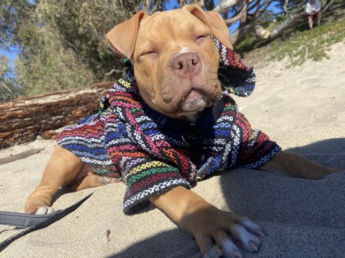 Customer photo review of Playa Poncho