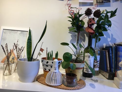 Customer photo review of Pianta Grow Light LED Bulb