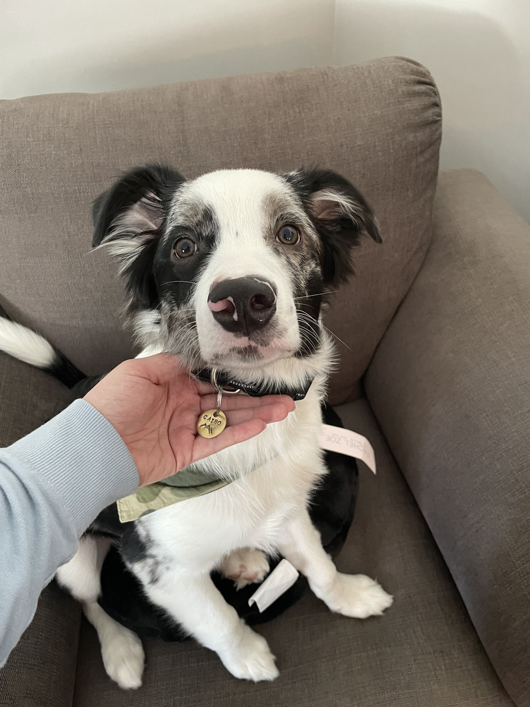 Customer photo review of Hand Stamped Pet ID Tag