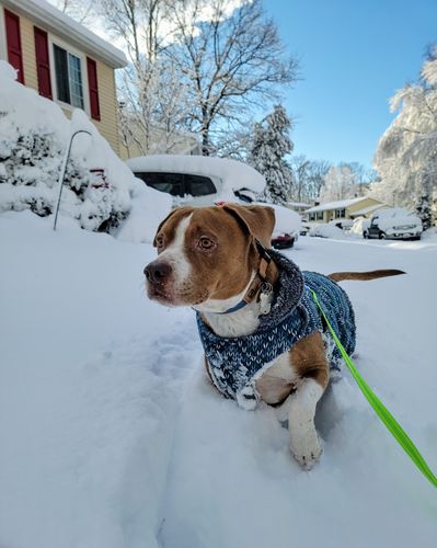 Customer photo review of Great Lakes Blue Collar