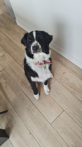 Customer photo review of Collier Anti Aboiement à Ultrasons SANS DOULEUR PuppySafe