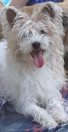 Customer photo review of Collier Anti Aboiement PuppySafe