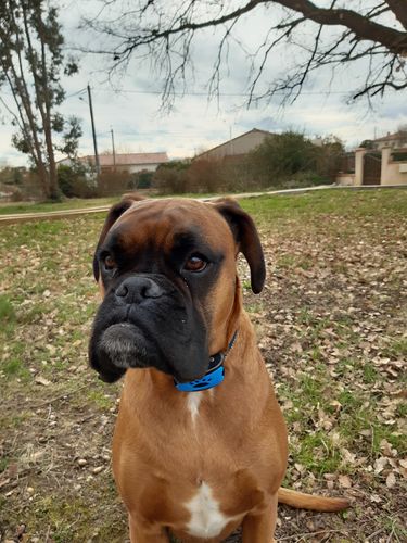 Customer photo review of Collier Anti Aboiement PuppySafe