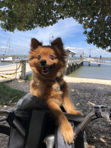 Customer photo review of All In One Pet Carrier Bag | Dog Bike Basket | Backpack for Dogs & Cats | Car Booster Seat
