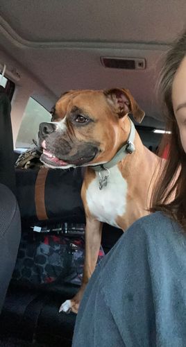 Customer photo review of Sage Collar - Recycled Ripstop