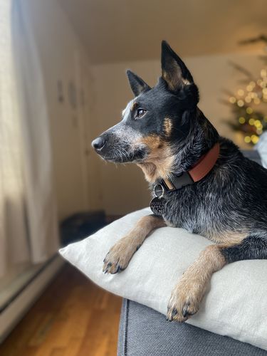 Customer photo review of Terracotta Collar
