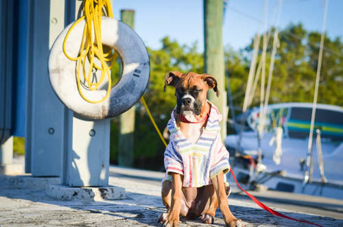 Customer photo review of Playa Poncho