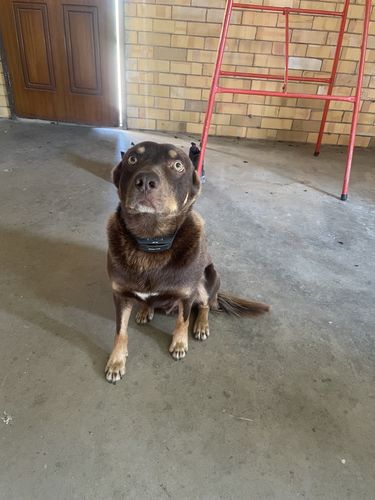 ultimate bark control reviews