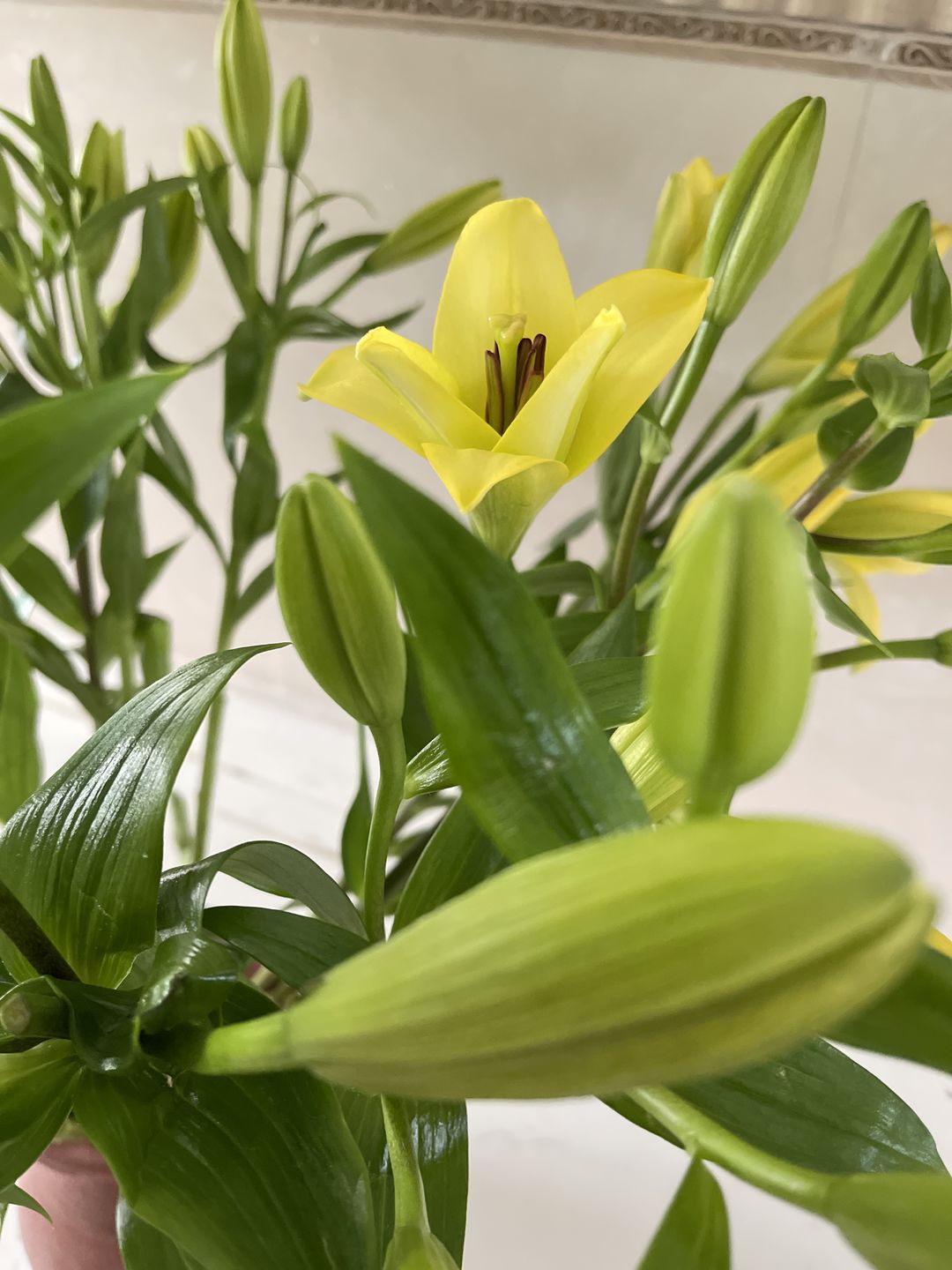Customer photo review of Asiatic Lily