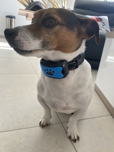 Customer photo review of Collier Anti Aboiement PuppySafe