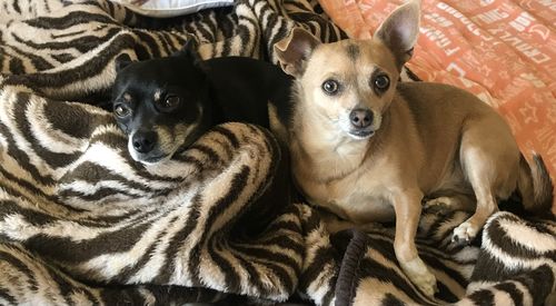 Customer photo review of CBD Pet Treats