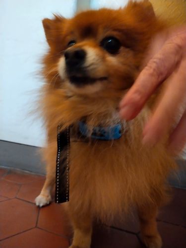 Customer photo review of Collier Anti Aboiement PuppySafe™SANS CHOC électrique et SANS DOULEUR