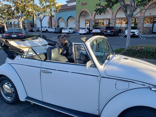 Customer photo review of 1967 CALIFORNIA LICENSE PLATE 6"x12" (156.5mm x 305mm)