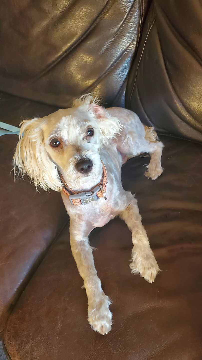 Customer photo review of Dog Hair Clippers