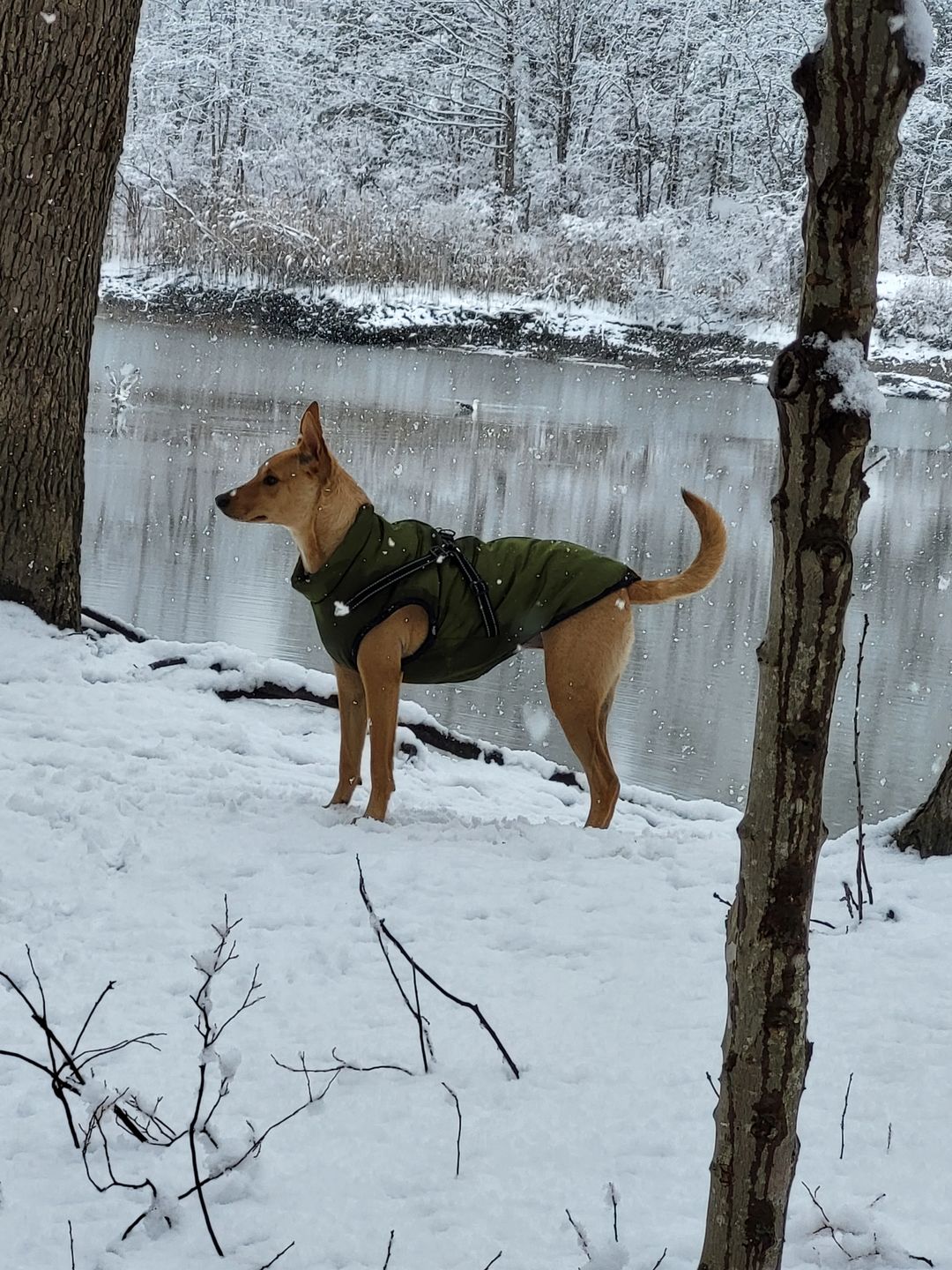 Customer photo review of DogSki Sport™ - Waterproof Jacket Harness
