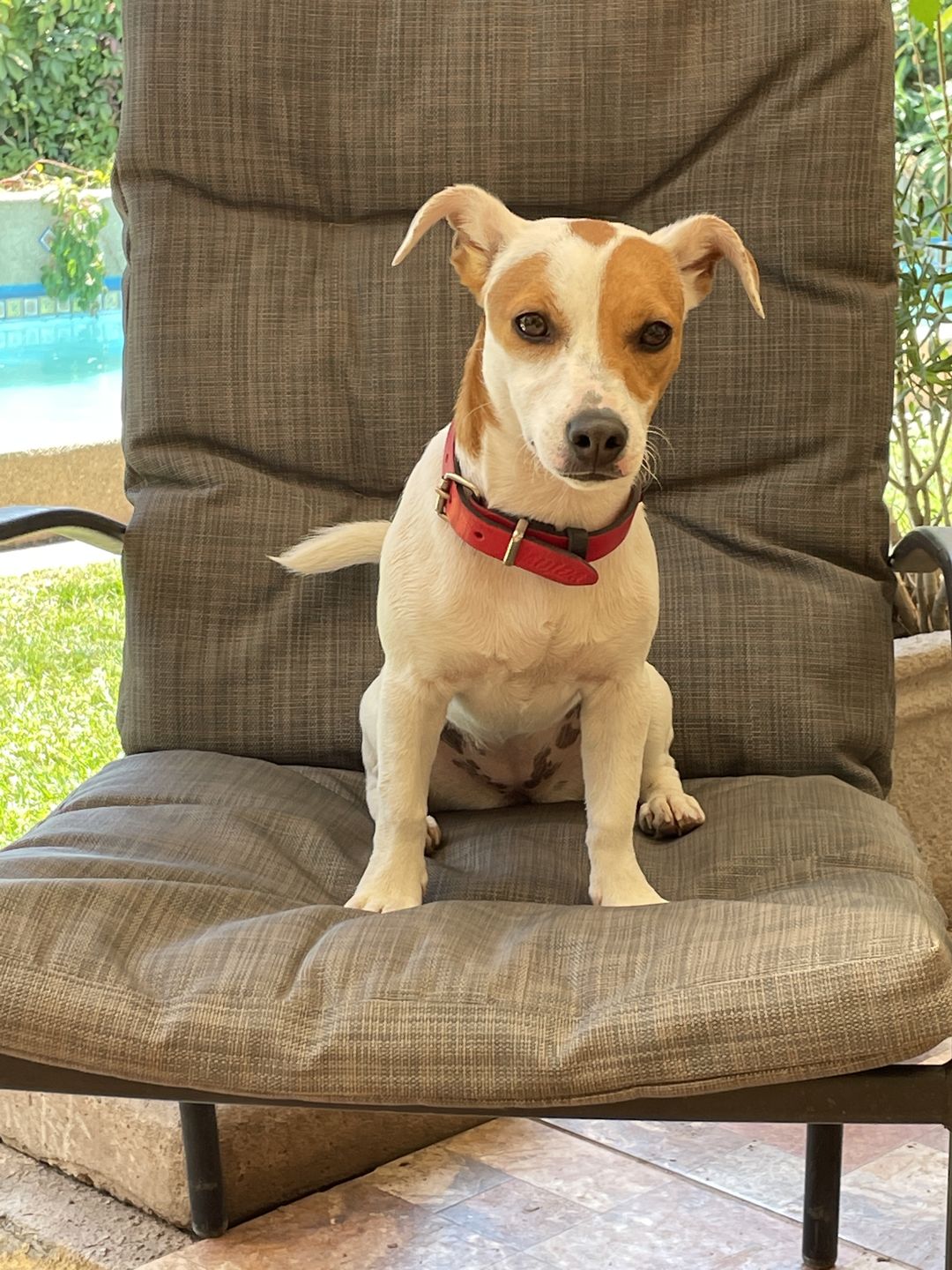 Customer photo review of Collar Duke Rojo/Negro