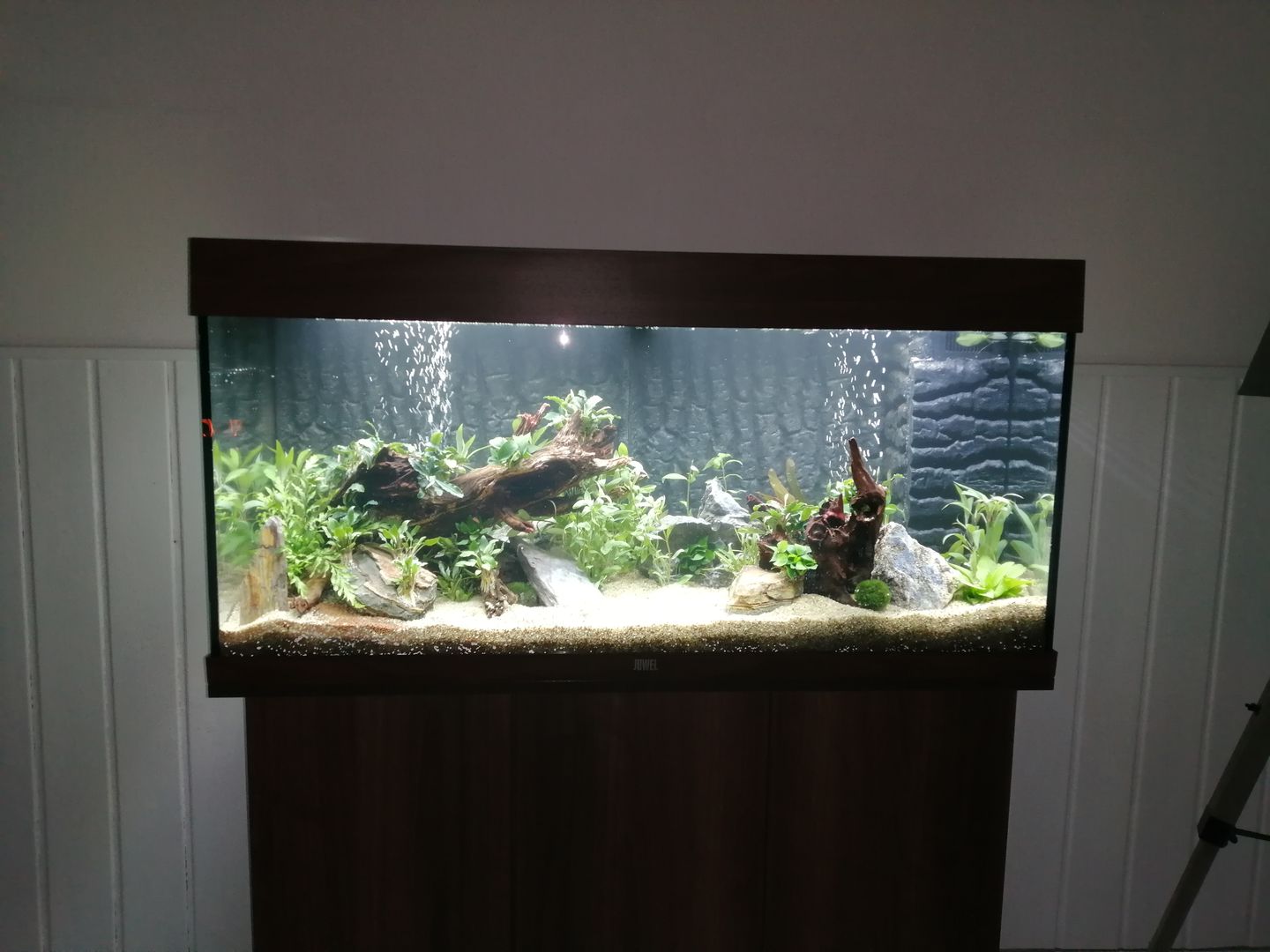 Customer photo review of Aquarium Rio 180 LED Brun Équipé JUWEL - 180L