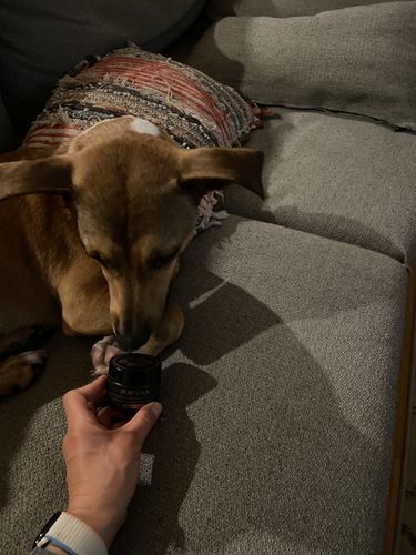 dog nose balm