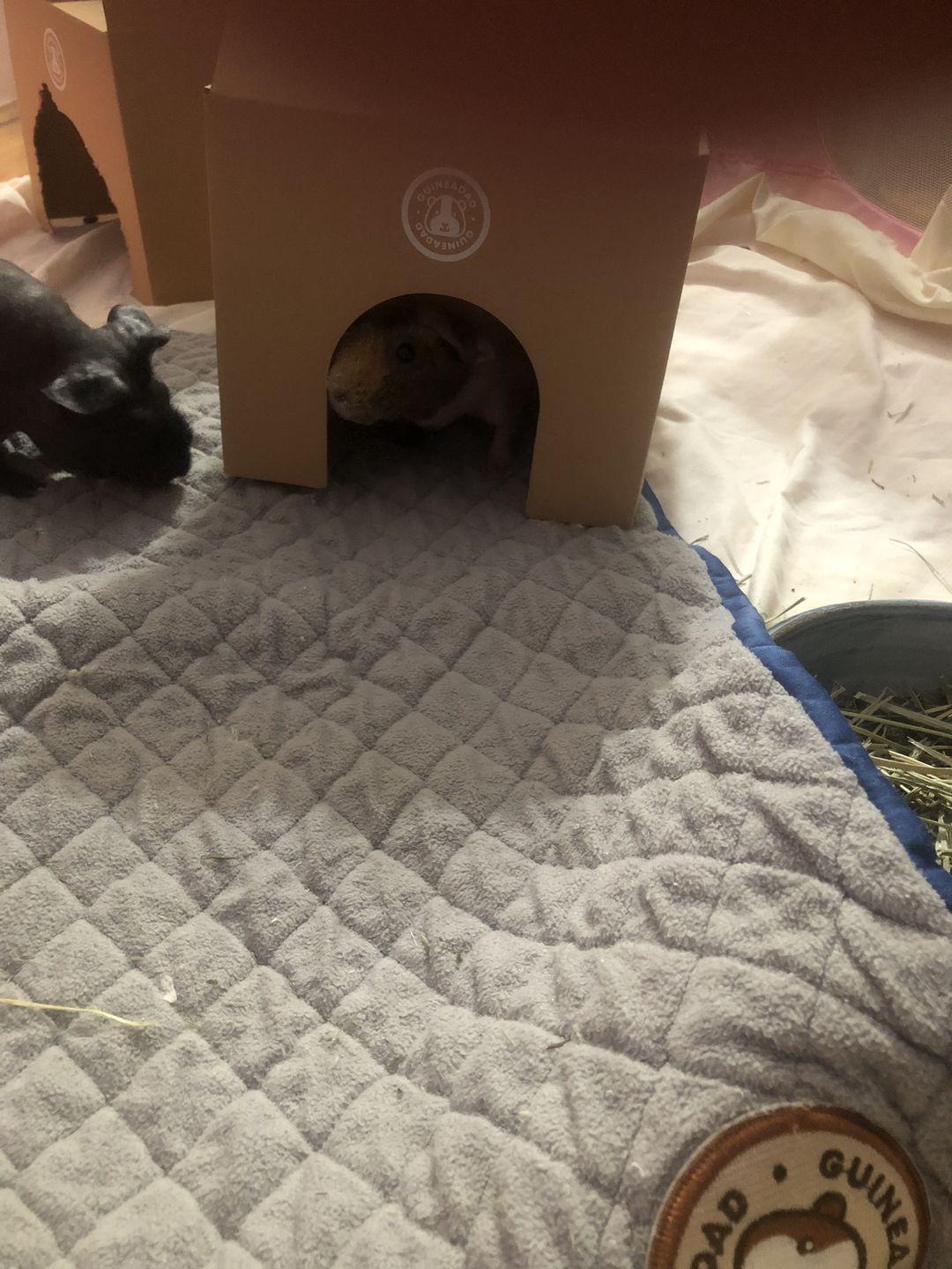 Customer photo review of GuineaDad Crunchy Condo - Pack of 3