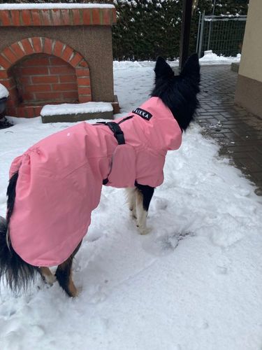 Customer photo review of Visibility Winter Jacket Pink for Dogs
