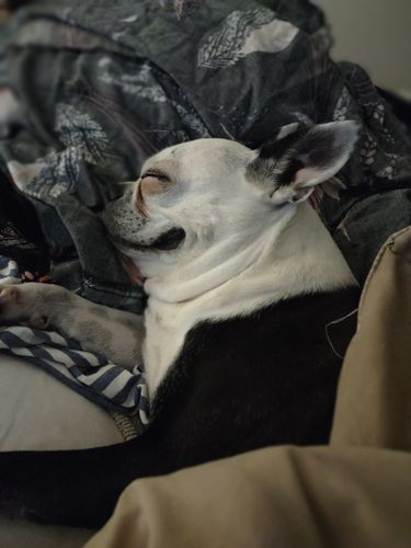 Customer photo review of Pet Tincture 500mg Isolate CBD