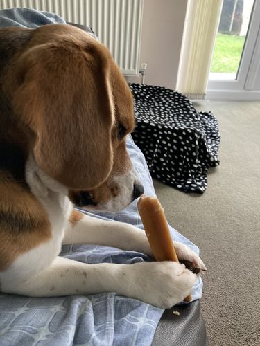 Customer photo review of BAF Yak Chews