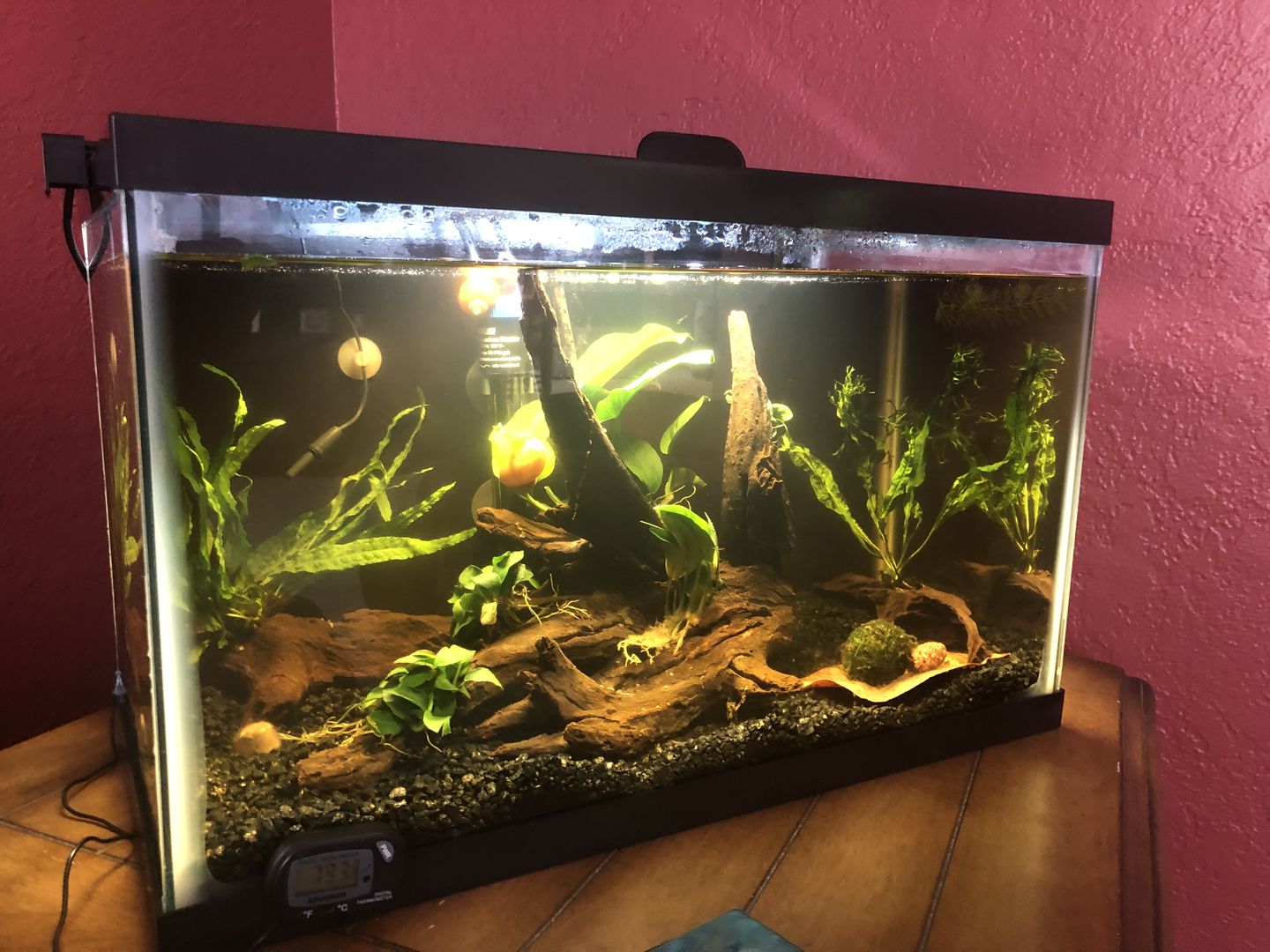 Customer photo review of FritzZyme 7 Freshwater Live Bacteria