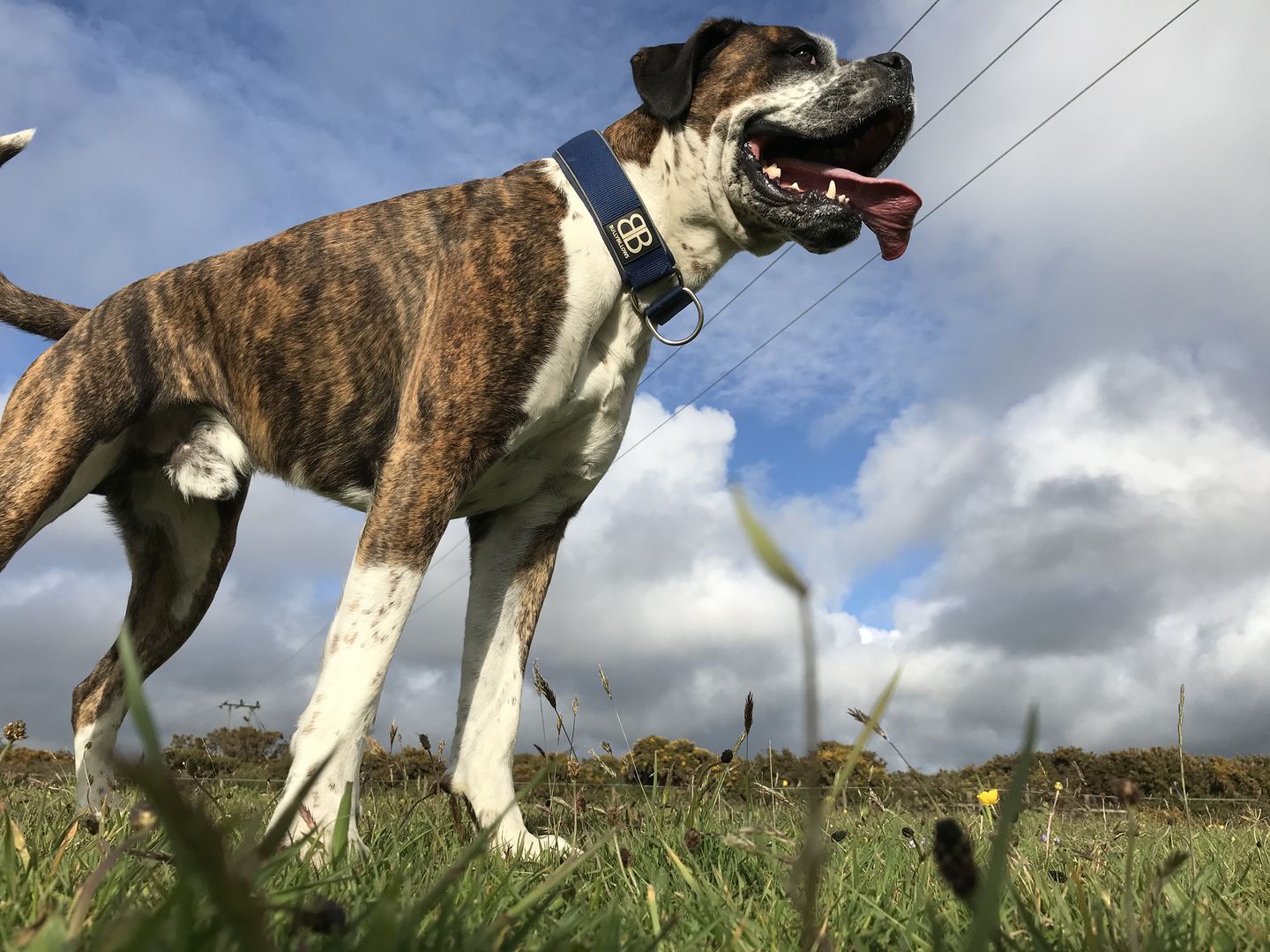Customer photo review of 5cm RR Collar | Soft Padded & Reflective | Series 2 - Turquoise