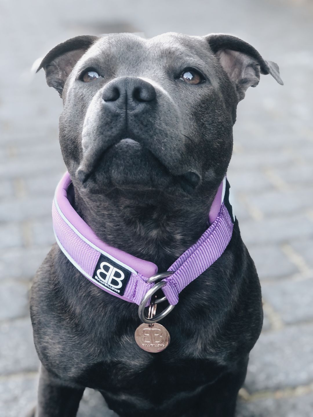 Customer photo review of ID Dog Tag - Rose Gold (With Gift Box)