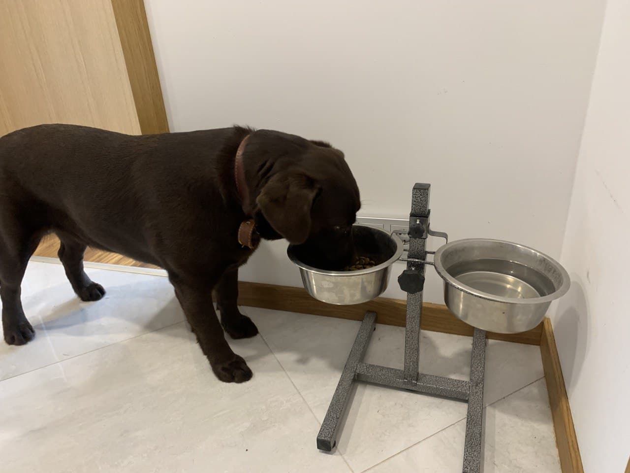 Customer photo review of Best Breeders Puppy Junior All Breeds 32/18/15