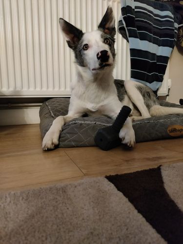 Customer photo review of The Fenrir Hammer