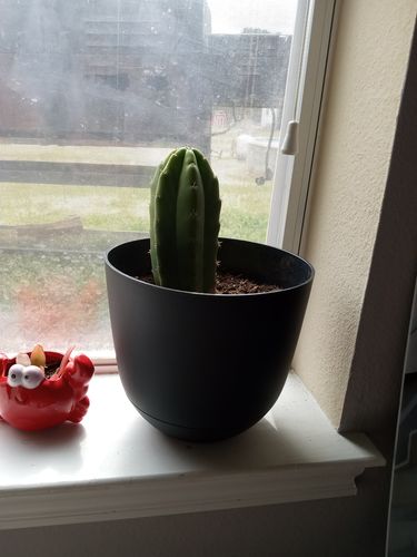 Customer photo review of San Pedro Cactus | Echinopsis pachanoi
